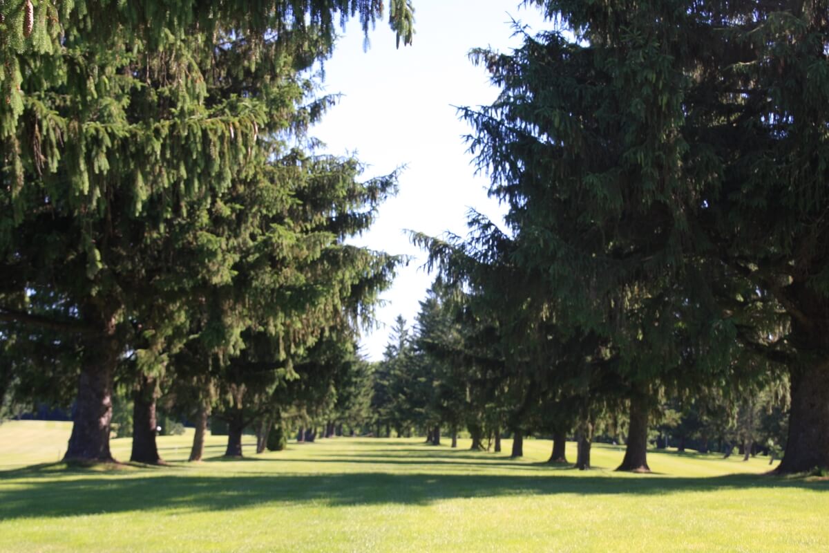 Beautiful Wisconsin trees